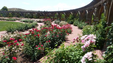 Doğal görünümü botanik bahçesinde çiçek ve yeşillik