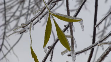 buz kaplı ağaç dalları, yakın çekim