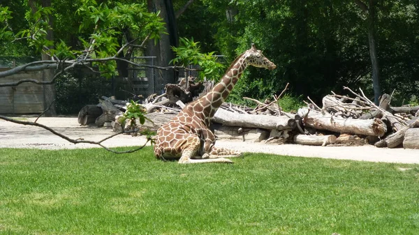 Giraffe Rustend Groene Gazon Fel Zonlicht — Stockfoto