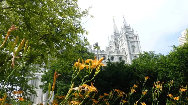 Edifício Velho Catedral Com Arbustos Florescendo Primeiro Plano — Fotografia de Stock