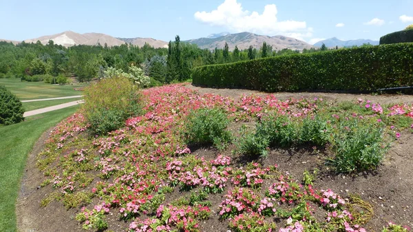 Vista Panoramica Del Verde Dei Fiori Nell Orto Botanico — Foto Stock