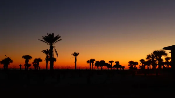 Cielo Arancio Tramonto Con Silhouette Delle Palme Primo Piano — Foto Stock