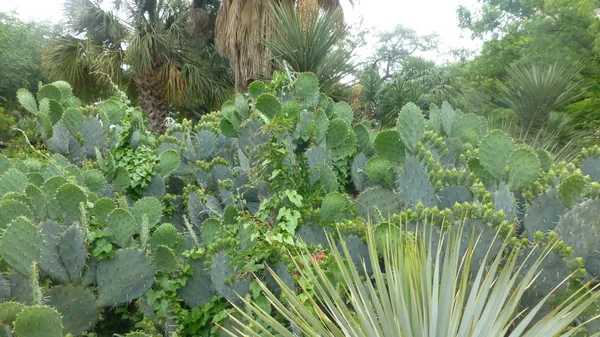 Exuberantes Plantas Cactus Verdes Escena Tropical — Foto de Stock