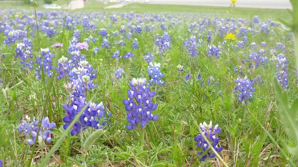 Paarse Bloemen Bloeien Groen Gazon — Stockfoto