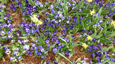 bahçede çiçek açan mor ve sarı çiçeklerüst görünümü