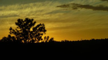 ön planda siluetli ağaçlar ile güzel turuncu günbatımı gökyüzü