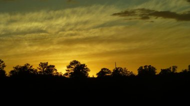 ön planda siluetli ağaçlar ile güzel turuncu günbatımı gökyüzü