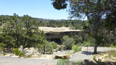 Yeşillik ve ağaçları ile şaşırtıcı doğa manzara