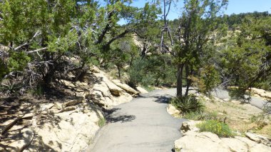 Yeşillik ve ağaçları ile şaşırtıcı doğa manzara