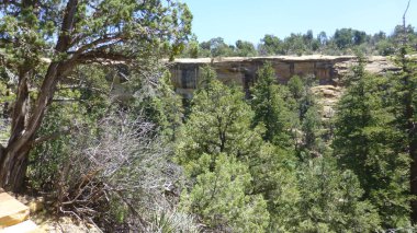 Yeşillik ve ağaçları ile şaşırtıcı doğa manzara