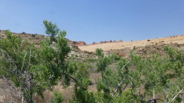 yeşil çalılar ile kanyon kayaların doğal görünümü