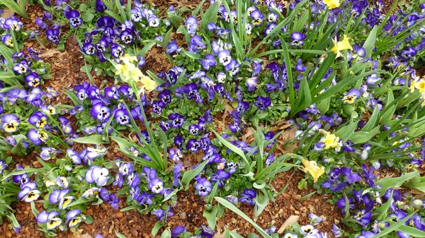 bahçede çiçek açan mor ve sarı çiçeklerüst görünümü