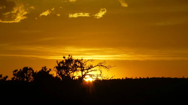 Prachtige Oranje Zonsondergang Hemel Met Afgetekend Bomen Voorgrond — Stockfoto