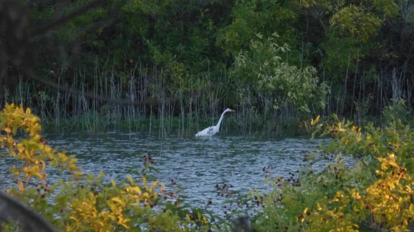 ön planda çiçeklenme çiçekler ile nehir üzerinde Heron kuş