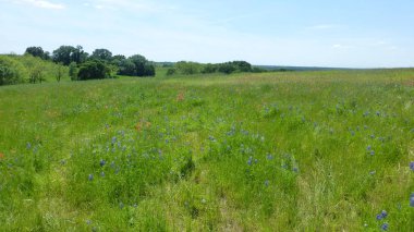 Yeşillik ve ağaçları ile şaşırtıcı doğa manzara