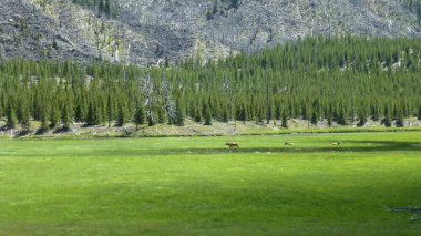 güneş ışığında yemyeşil çimolama geyik sürüsü uzak görünümü