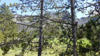 Yeşillik ve ağaçları ile şaşırtıcı doğa manzara