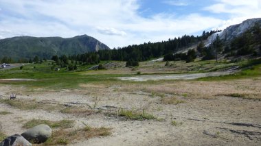 Yeşillik ve ağaçları ile şaşırtıcı doğa manzara