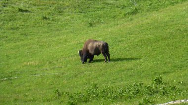 Yeşillik ve bizon ile şaşırtıcı doğa manzara