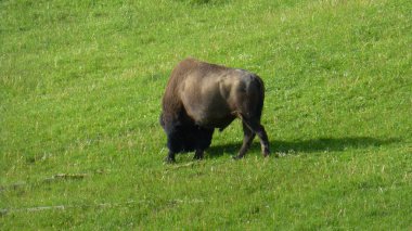 Yeşillik ve bizon ile şaşırtıcı doğa manzara