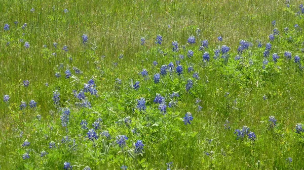 Blauwe Wilde Bloemen Bloeien Groen Veld Fel Zonlicht — Stockfoto