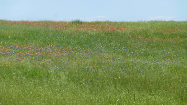 Groen Veld Met Bloeiende Wilde Bloemen Onder Blauwe Hemel — Stockfoto