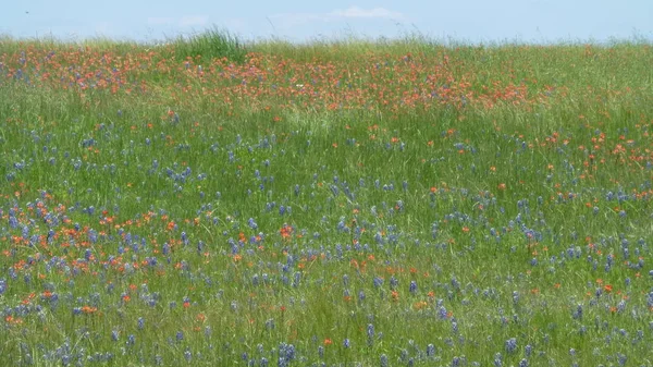 Groen Veld Met Bloeiende Wilde Bloemen Onder Blauwe Hemel — Stockfoto