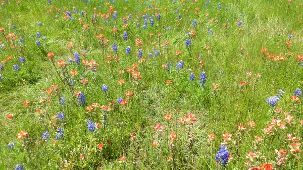 Mavi Turuncu Kır Çiçekleri Parlak Güneş Işığında Yeşil Alanda Çiçeklenme — Stok fotoğraf