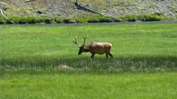 Young Deer Grazing Lush Green Lawn Sunlight — Stock Photo, Image