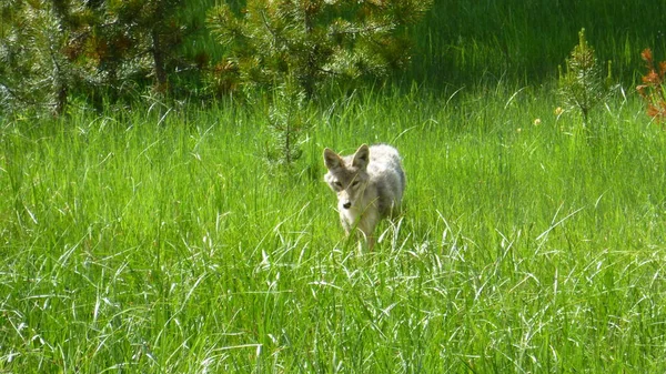 Jeune Loup Dans Scène Luxuriante Herbe Verte — Photo