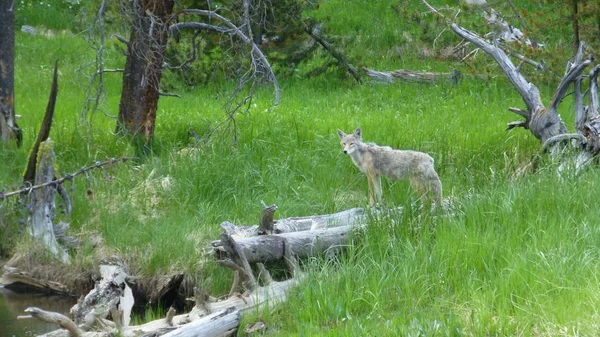 Junger Wolf Sattgrünem Gras — Stockfoto