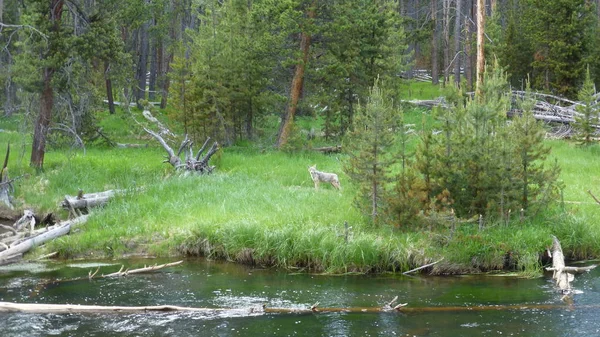 Fernblick Auf Jungen Wolf Satten Grün Über Den Fluss — Stockfoto