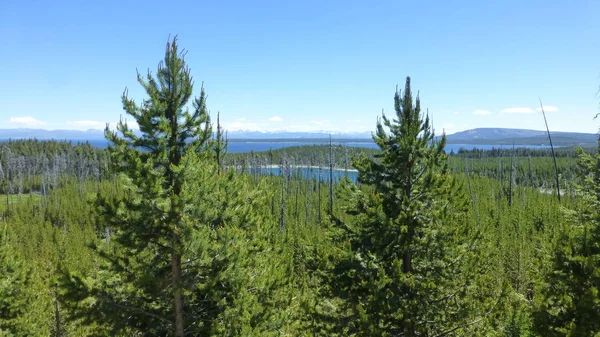 Grüne Kiefern Mit Fernem See Und Bergen Unter Klarem Himmel — Stockfoto