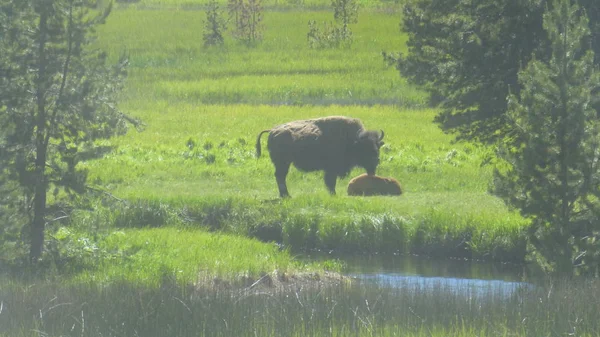 Naturlandschaft Mit Viel Grün Und Bisons — Stockfoto