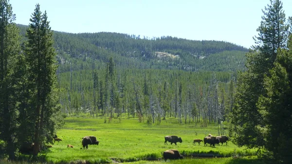 令人惊叹的自然景观与绿色和野牛 — 图库照片