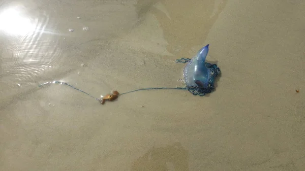 Méduses Mortes Sur Plage Sable Fin Après Tempête — Photo