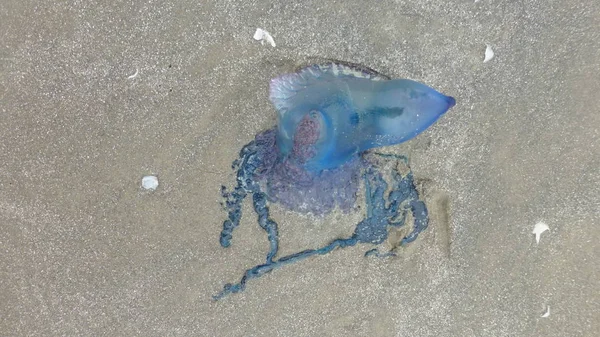 Dead Jellyfish Sandy Beach Surface Storm — Stock Photo, Image