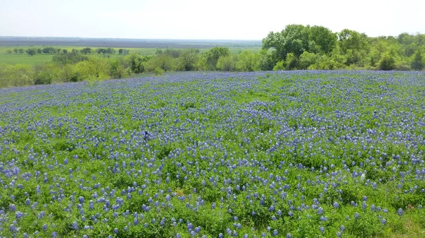 Amazing Growing Field Beautiful Purple Flowers Green Grass — Stock Photo, Image