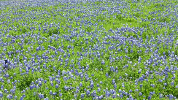 Изумительное Растущее Поле Красивыми Фиолетовыми Цветами Зеленой Травой — стоковое фото