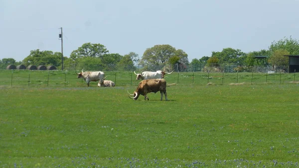 Bullen Grasen Auf Grünem Rasen Gleißendem Sonnenlicht — Stockfoto