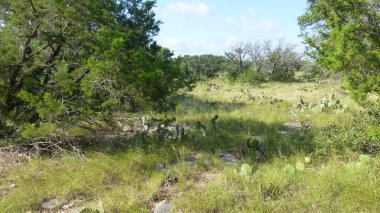 Yeşillik ve ağaçları ile şaşırtıcı doğa manzara