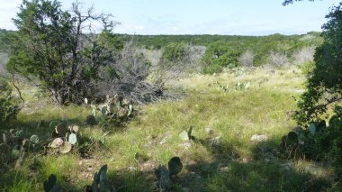 Yeşillik ve ağaçları ile şaşırtıcı doğa manzara