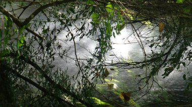 Yeşillik ve ağaçları ile şaşırtıcı doğa manzara