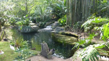 güneş ışığında gür yeşilliklerle çevrili havuz tarafından kuşlar