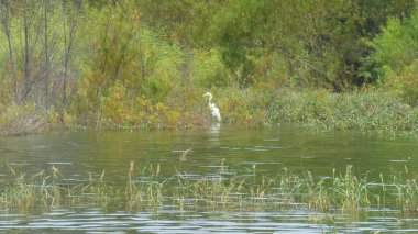 gür yeşil sahnede nehir üzerinde Heron kuş
