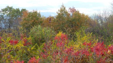 Yeşillik ve ağaçları ile şaşırtıcı doğa manzara