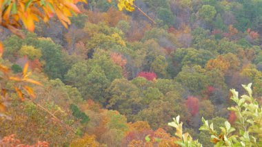 Yeşillik ve ağaçları ile şaşırtıcı doğa manzara