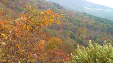 Yeşillik ve ağaçları ile şaşırtıcı doğa manzara
