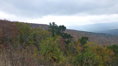Yeşillik ve ağaçları ile şaşırtıcı doğa manzara