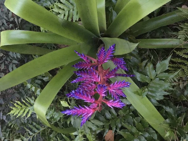 Lush Green Tropical Plant Blooming Purple Flower — Stock Photo, Image